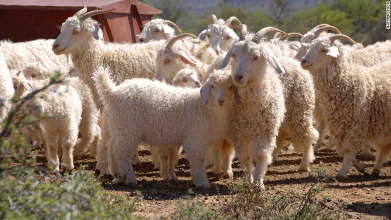 angora goats south africa STOCK