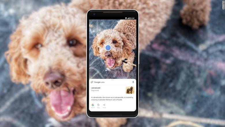 Google Lens dog