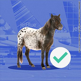 JetBlue tightens policy on emotional support animals