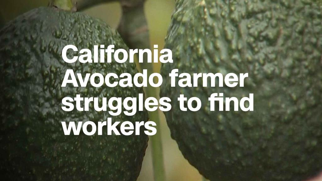 California avocado farmer struggles to find workers