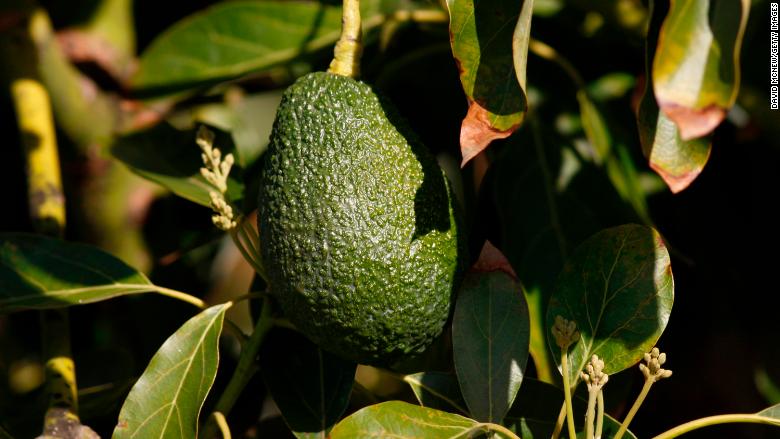 avocado farm california