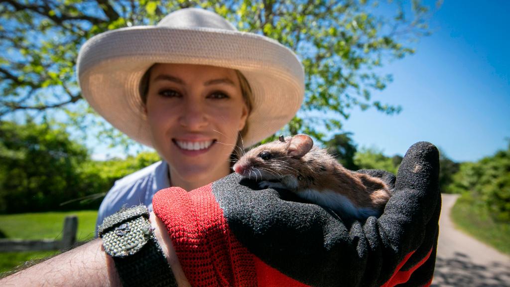   The radical idea of ​​a scientist to invent mice to stop Lyme disease 