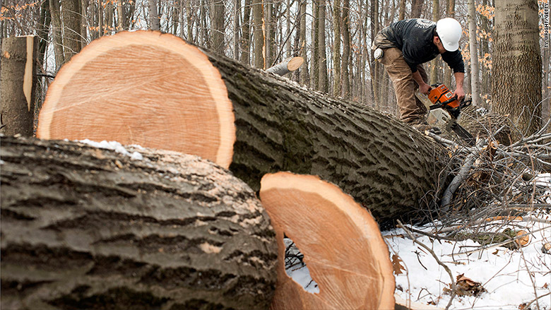 endangered species act logger