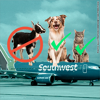 southwest airlines pet policy service dog