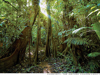 An acre of rainforest