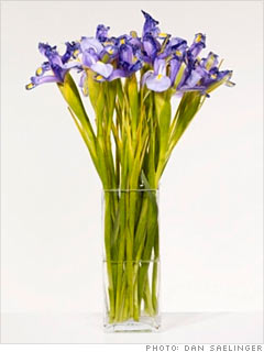Greengable Gardens' Dutch Irises 
