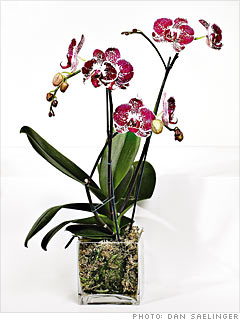 Waldor Orchids' Phalaenopsis Chain Xen Pearl 