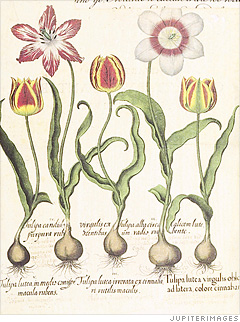 1634-38: Tulips 
