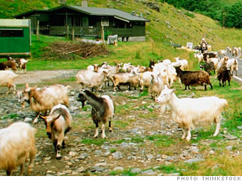 Become a goat herder