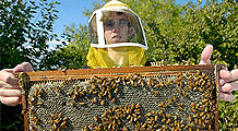 A Buzz About Honey