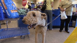 PetSmart outsmarts the recession