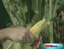 Floods cause high corn prices